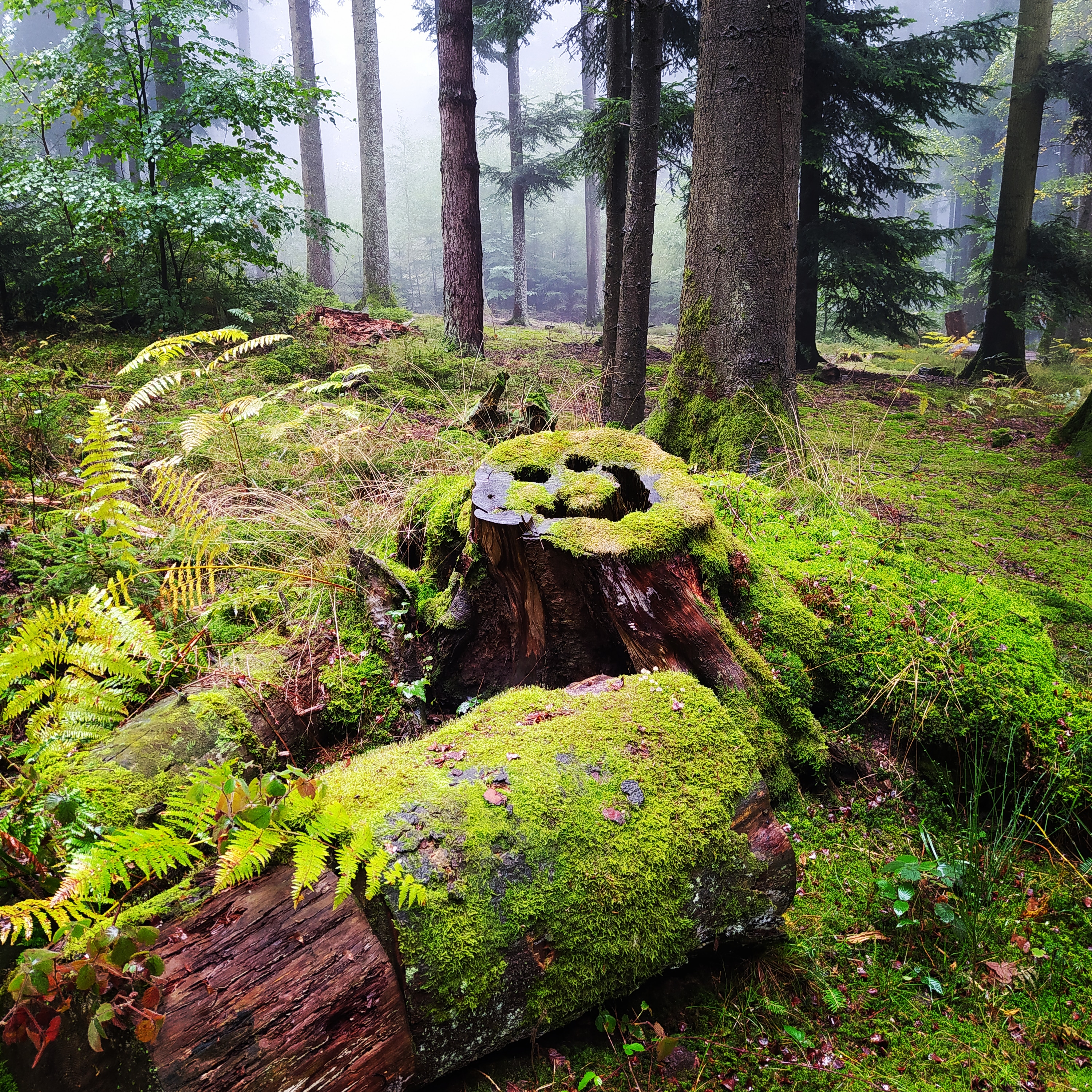 Objectif forêt ! - Christelle NEITER